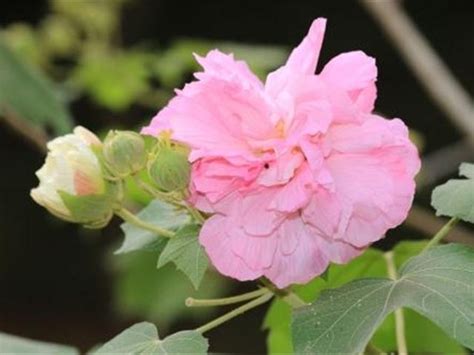 芙蓉會開花嗎|如何栽種和養護芙蓉樹